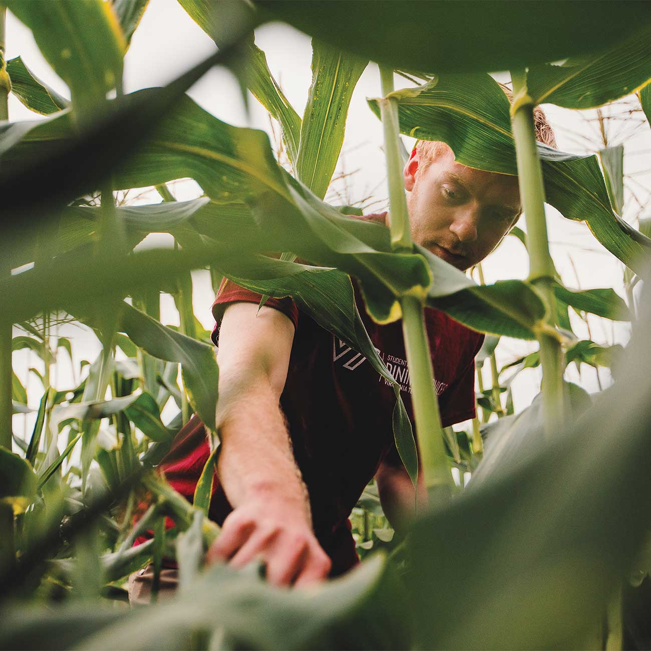 Virginia Tech's Homefield Farm