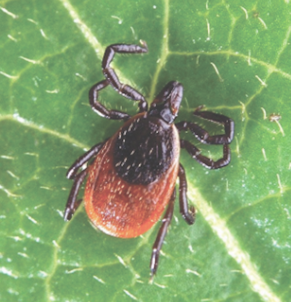 Lyme disease