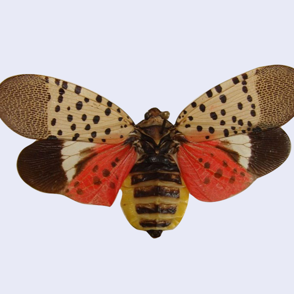 spotted lanternfly