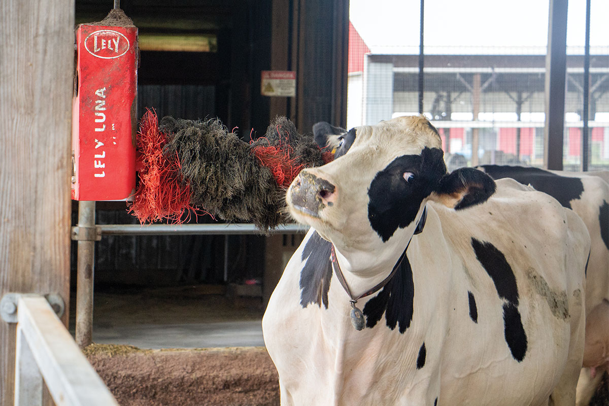 heifer at Hillside Farm