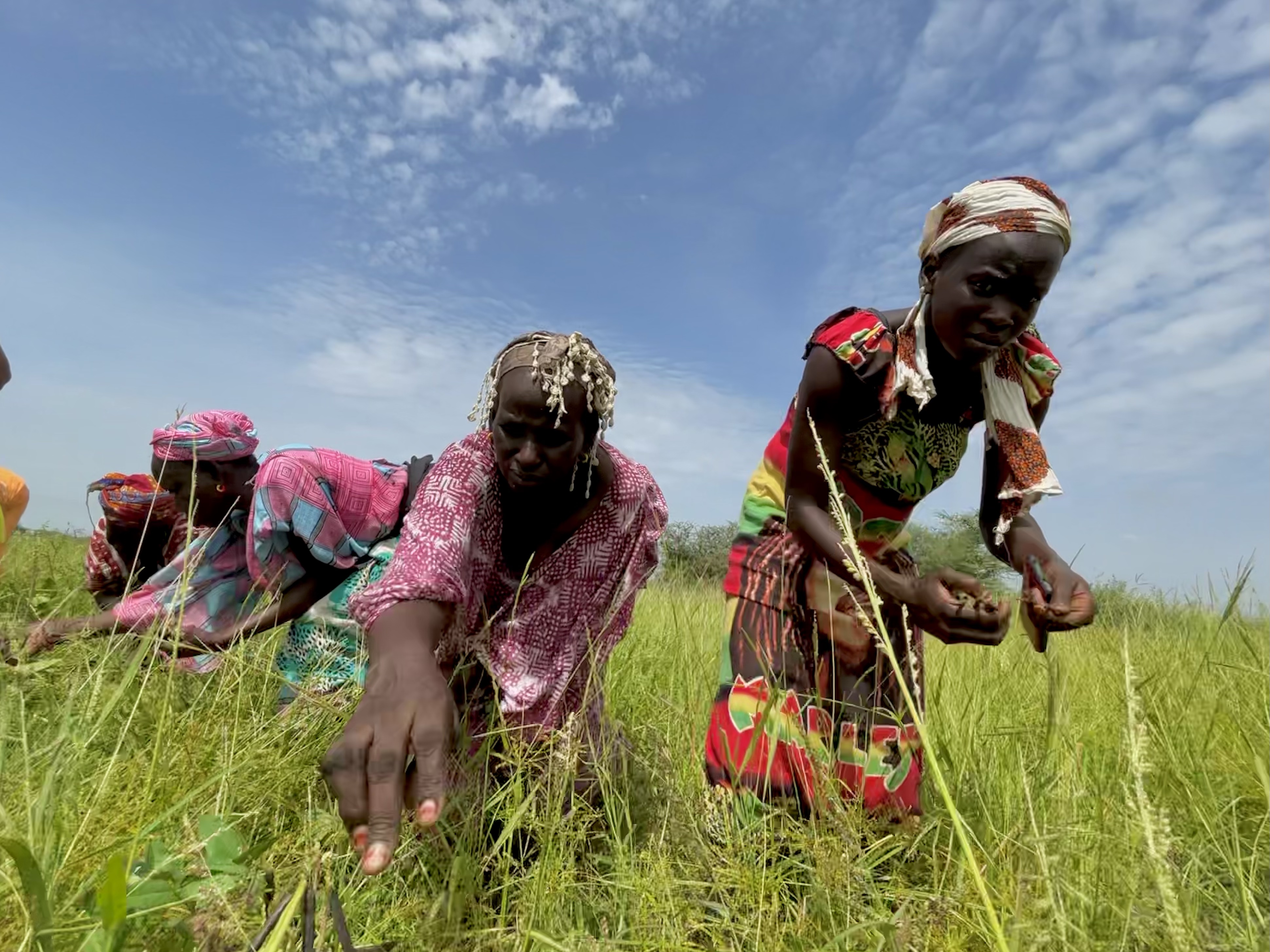 Women in Senegal harvesting mung beans